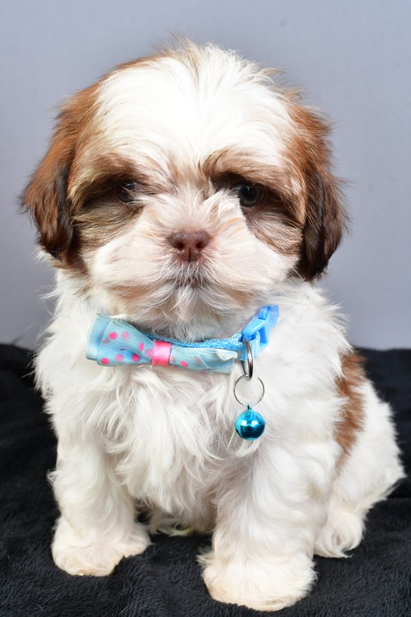 Mr Nool The Shihtzu