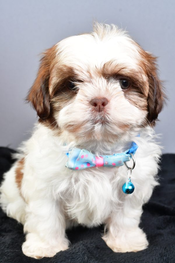 Mr Nool The Shihtzu - Image 2