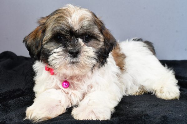 Miss Nellie The Shihtzu - Image 6