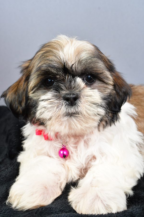 Miss Nellie The Shihtzu - Image 3