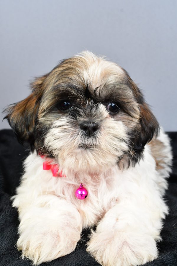 Miss Nellie The Shihtzu - Image 4