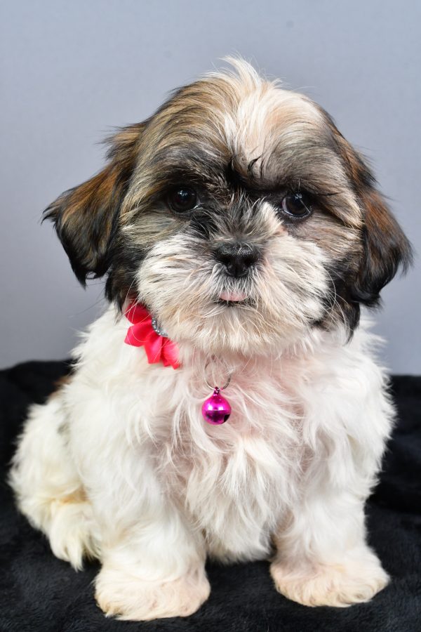 Miss Nellie The Shihtzu