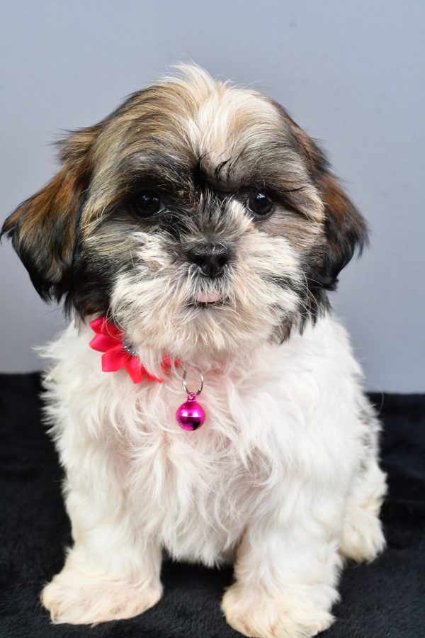 Miss Nellie The Shihtzu - Image 2