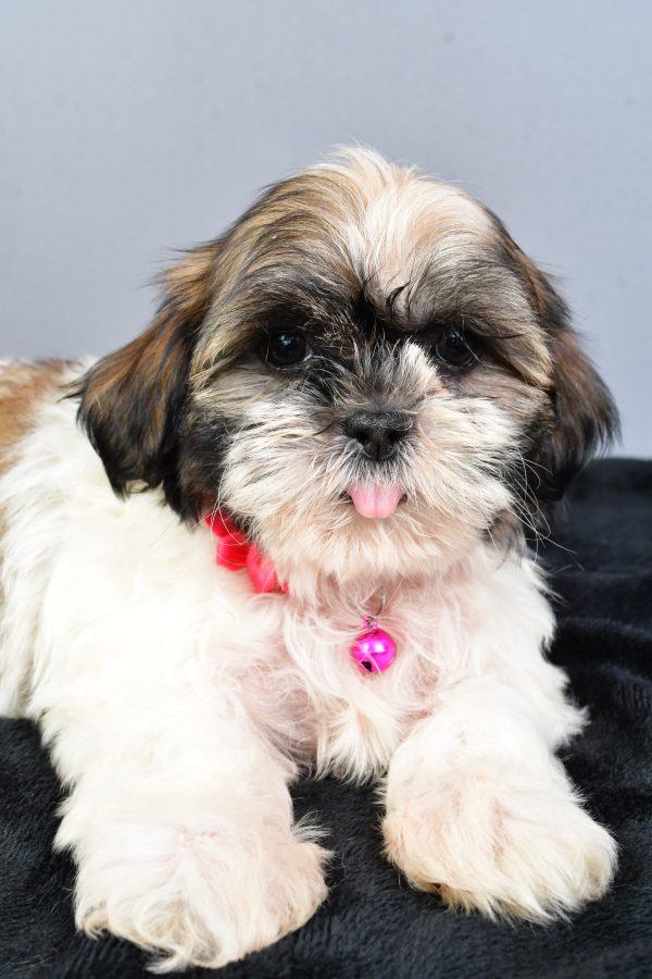 Miss Nellie The Shihtzu - Image 5