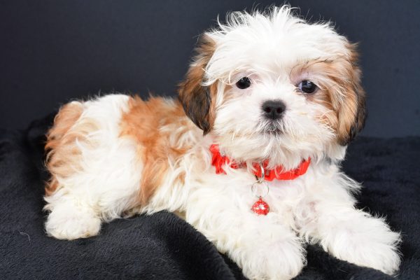 Miss Lexi The ShihTzu - Image 7