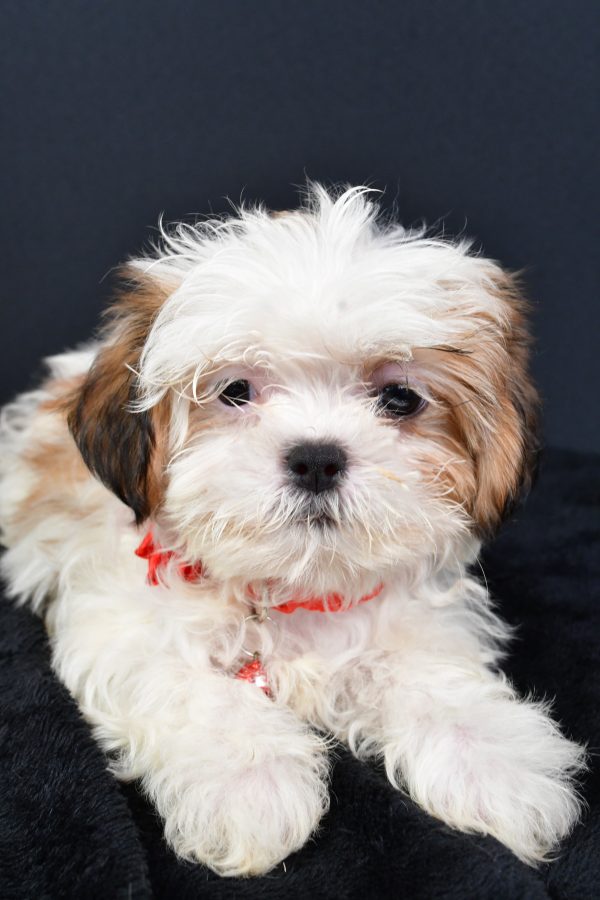 Miss Lexi The ShihTzu - Image 5