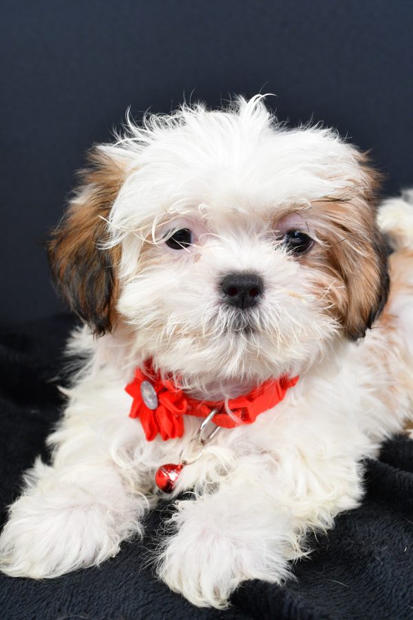 Miss Lexi The ShihTzu - Image 3