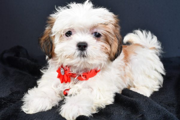 Miss Lexi The ShihTzu - Image 6
