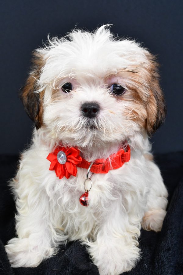 Miss Lexi The ShihTzu - Image 2
