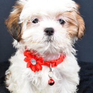 Miss Lexi The ShihTzu