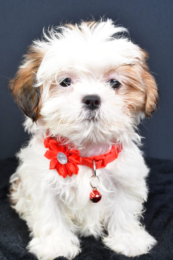 Miss Lexi The ShihTzu