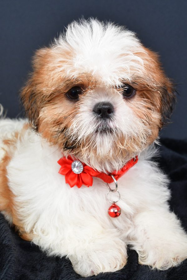 Miss Lori The ShihTzu - Image 5