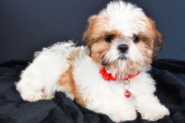 Miss Lori The ShihTzu - Image 6