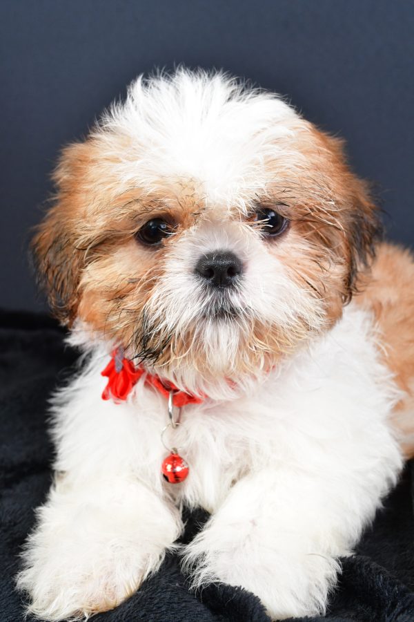 Miss Lori The ShihTzu - Image 3
