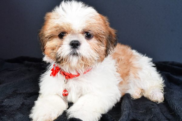 Miss Lori The ShihTzu - Image 7