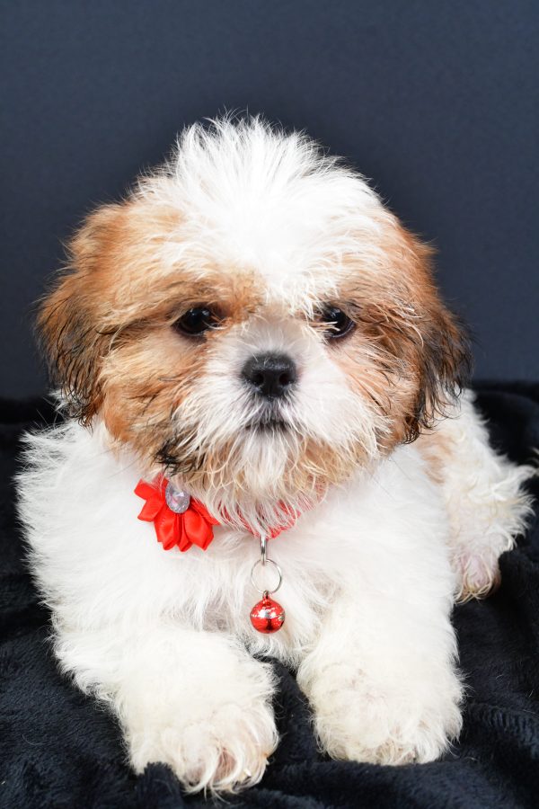 Miss Lori The ShihTzu - Image 4
