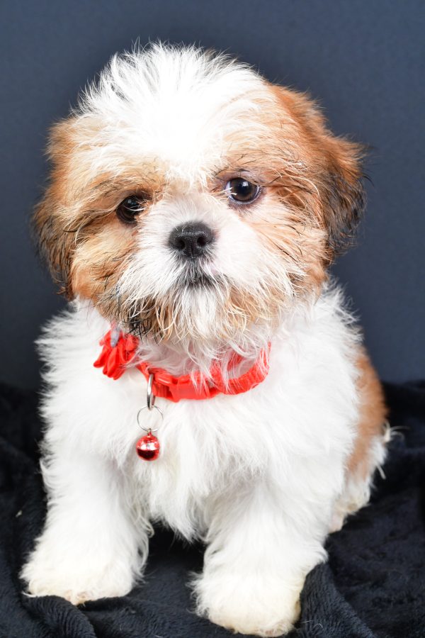 Miss Lori The ShihTzu - Image 2