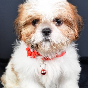 Miss Lori The ShihTzu