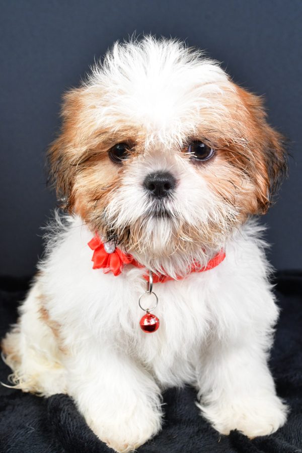Miss Lori The ShihTzu