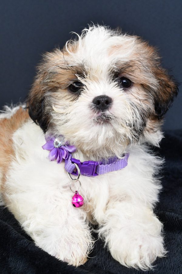 Miss Lucy The ShihTzu - Image 7
