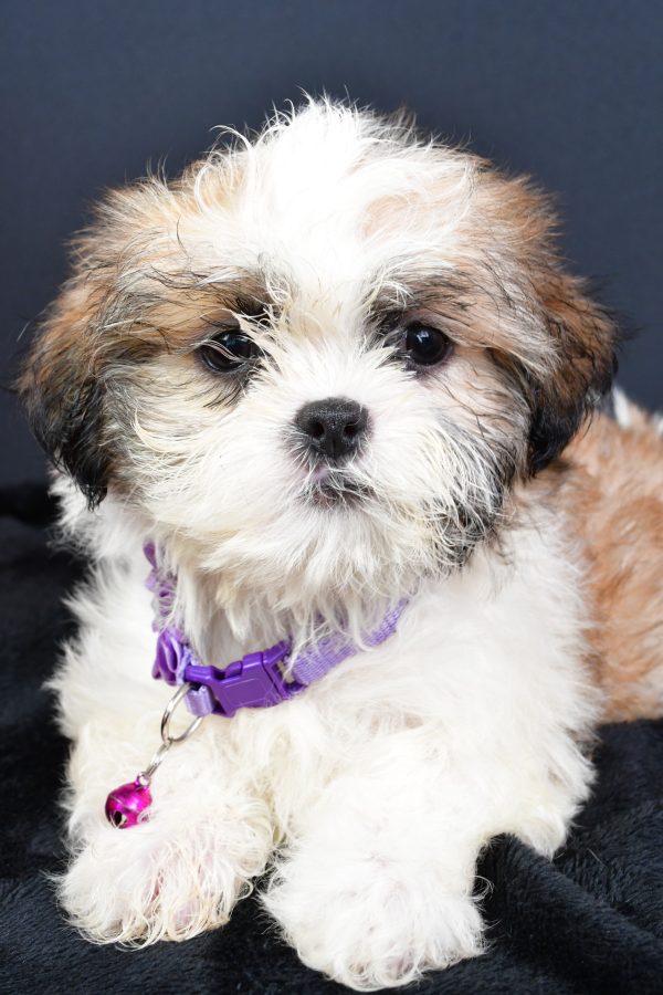 Miss Lucy The ShihTzu - Image 5