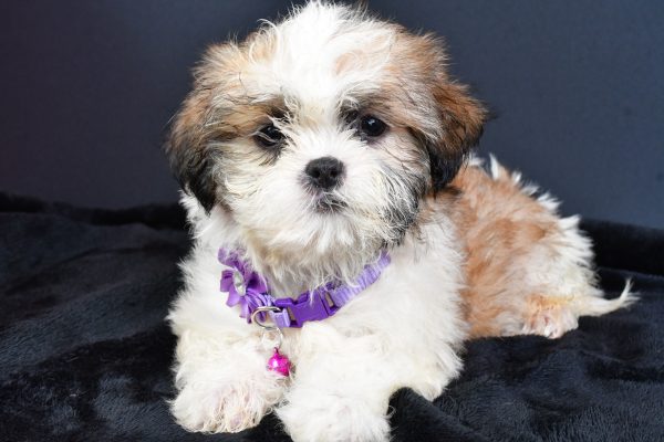 Miss Lucy The ShihTzu - Image 8