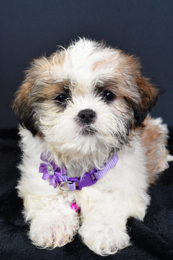 Miss Lucy The ShihTzu - Image 6