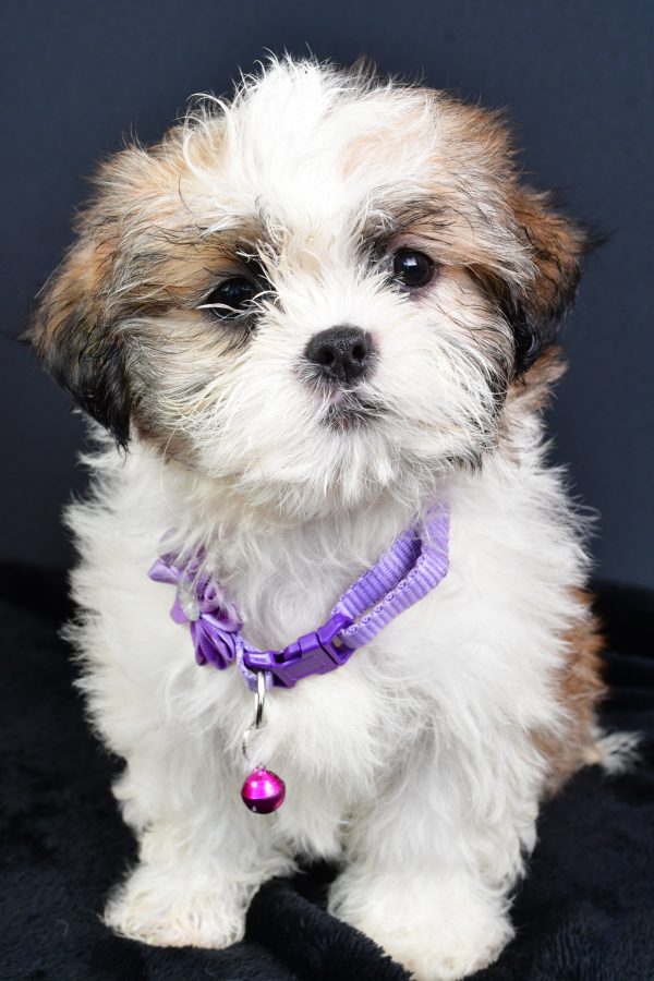 Miss Lucy The ShihTzu - Image 2