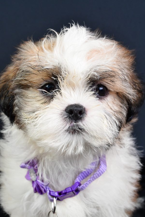 Miss Lucy The ShihTzu - Image 3