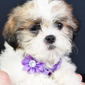 Miss Lucy The ShihTzu