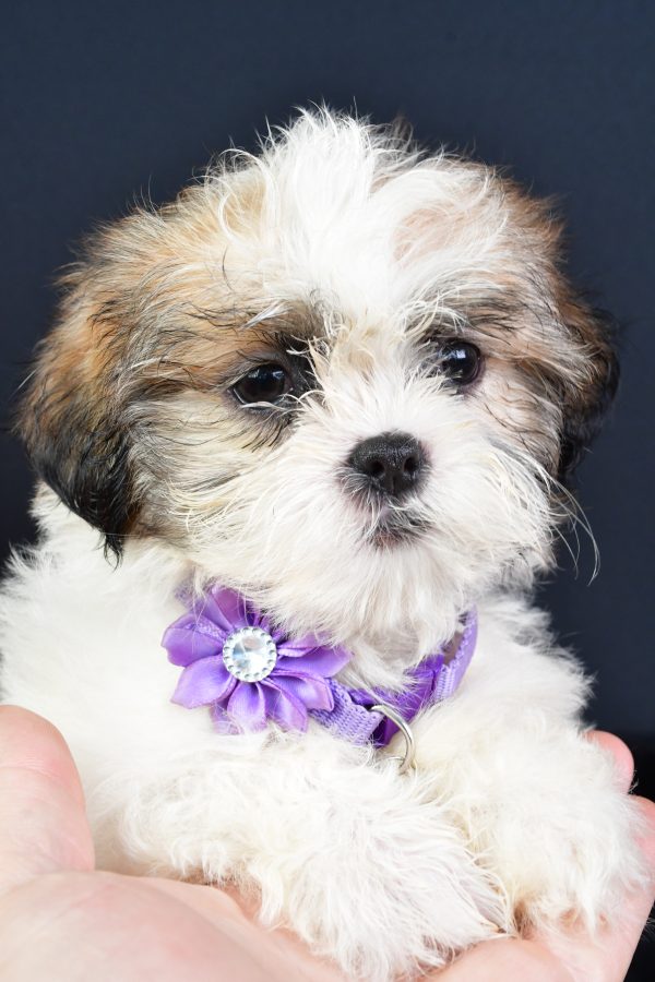 Miss Lucy The ShihTzu