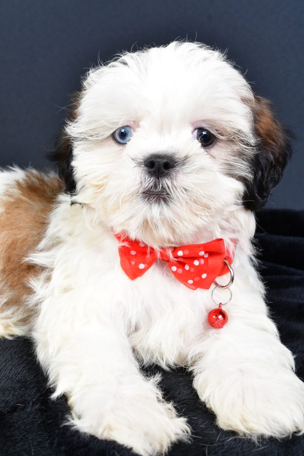 Mr Leo The ShihTzu - Image 5