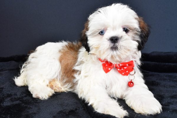 Mr Leo The ShihTzu - Image 6