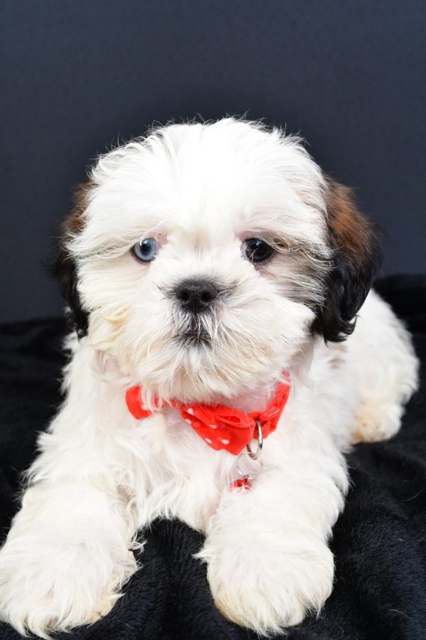 Mr Leo The ShihTzu - Image 4
