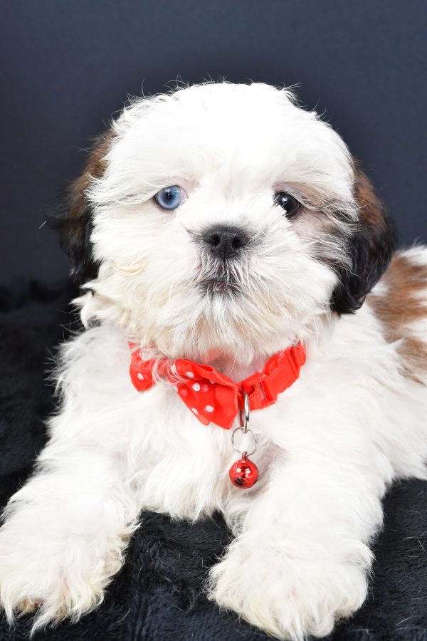 Mr Leo The ShihTzu - Image 3