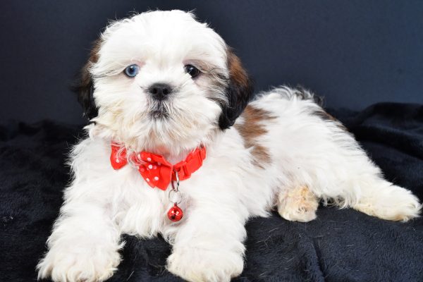 Mr Leo The ShihTzu - Image 7