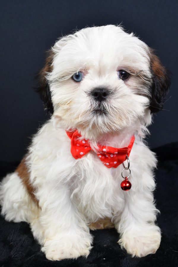 Mr Leo The ShihTzu - Image 2