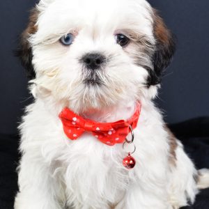 Mr Leo The ShihTzu