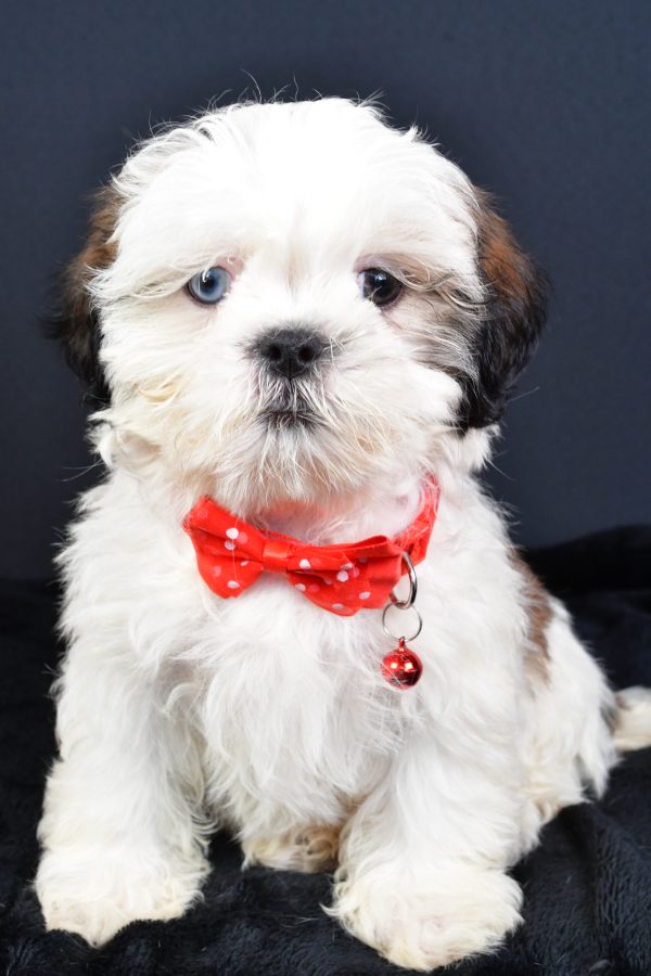 Mr Leo The ShihTzu