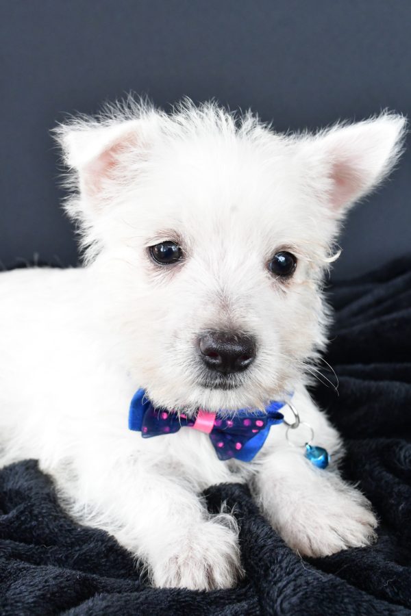 Mr. Mac The West Highland White Terrier - Image 3