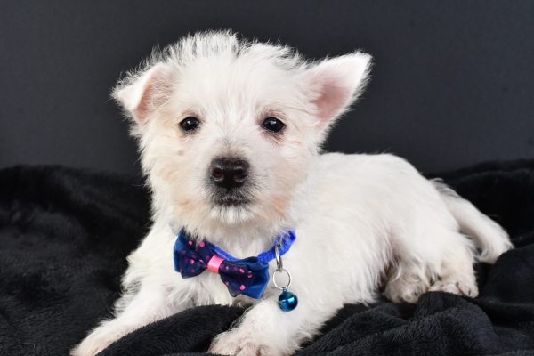 Mr. Mac The West Highland White Terrier - Image 6