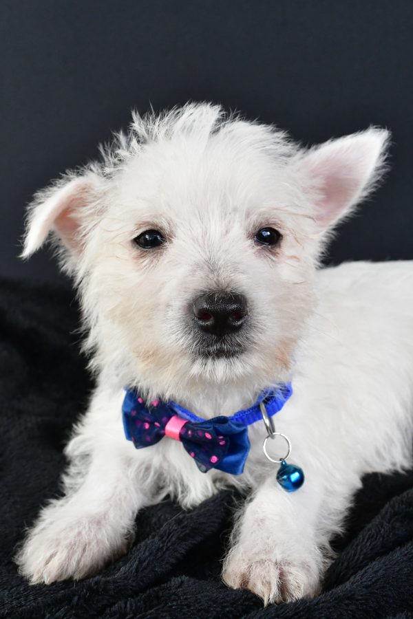 Mr. Mac The West Highland White Terrier - Image 5