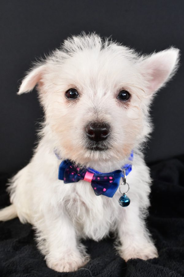Mr. Mac The West Highland White Terrier - Image 2
