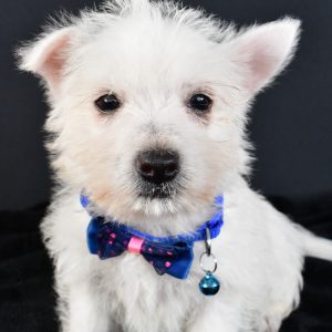 Mr. Mac The West Highland White Terrier