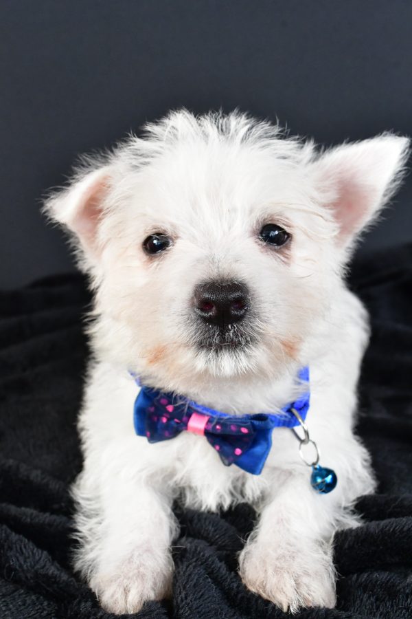 Mr. Mac The West Highland White Terrier - Image 4