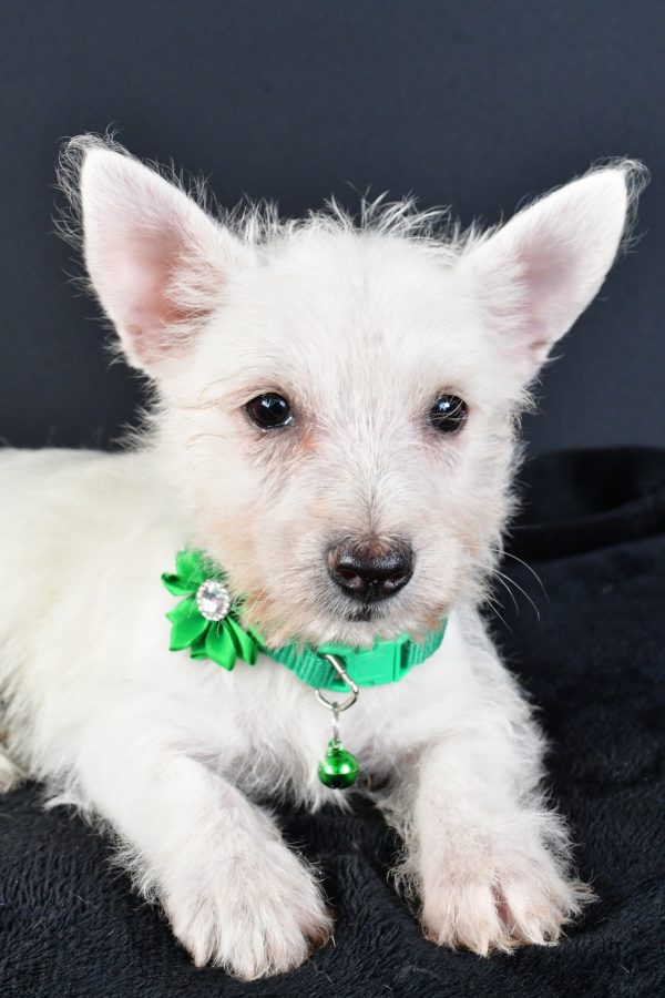 Miss Mae The West Highland White Terrier - Image 5