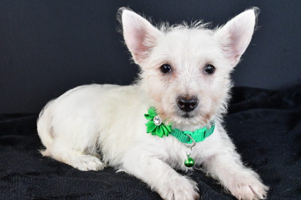 Miss Mae The West Highland White Terrier - Image 7