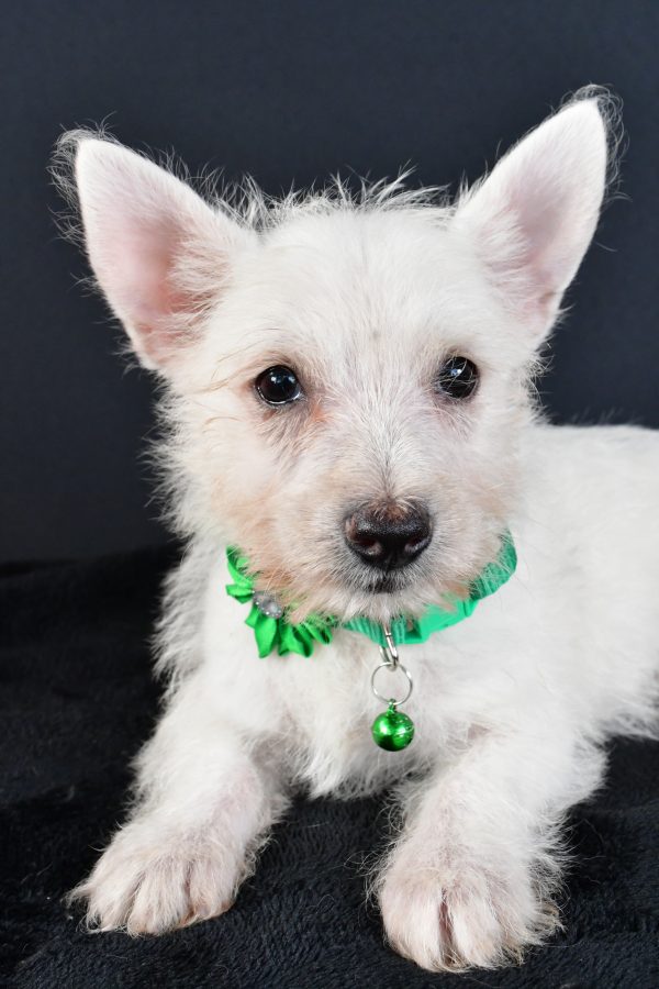 Miss Mae The West Highland White Terrier - Image 3