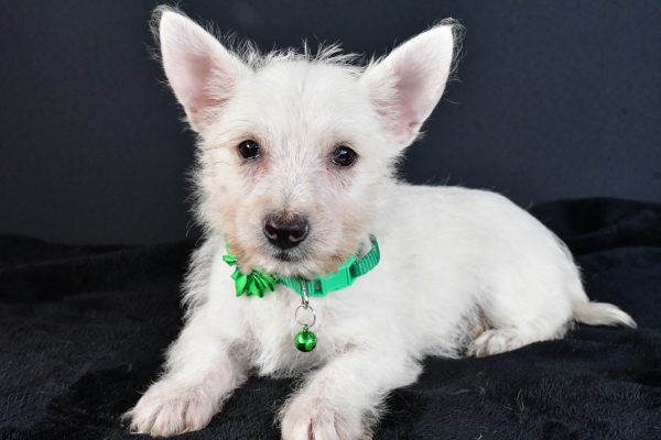 Miss Mae The West Highland White Terrier - Image 6