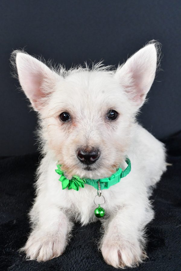 Miss Mae The West Highland White Terrier - Image 4